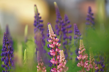 Pink and violet blooming lupine flowers growing outdoors in a green field in spring