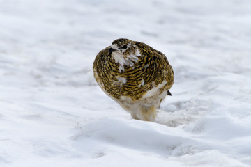 Lagopède alpin, femelle, .Lagopus muta, Rock Ptarmigan