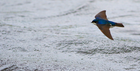 hirondelle bicolore © Pascal Huot