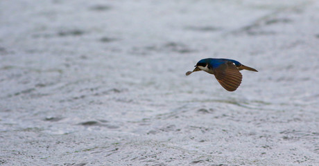 hirondelle bicolore © Pascal Huot