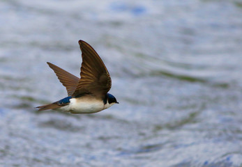 hirondelle bicolore © Pascal Huot
