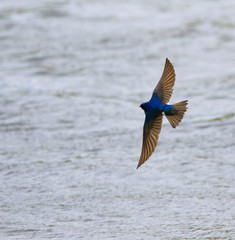 hirondelle bicolore © Pascal Huot