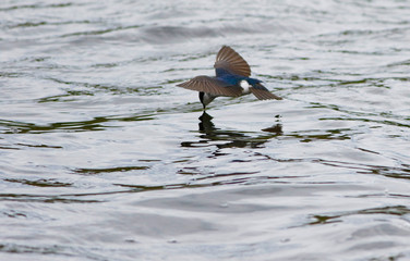 hirondelle bicolore © Pascal Huot