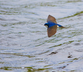 hirondelle bicolore © Pascal Huot