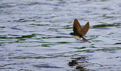 hirondelle bicolore © Pascal Huot