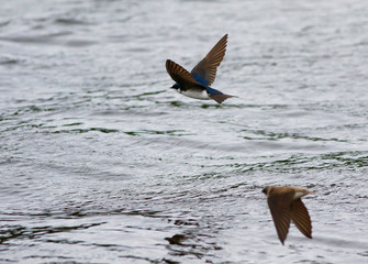 hirondelle bicolore © Pascal Huot