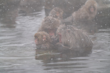 SnowMonkey