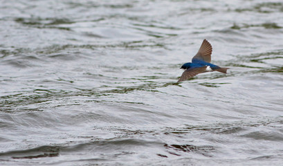 hirondelle bicolore © Pascal Huot