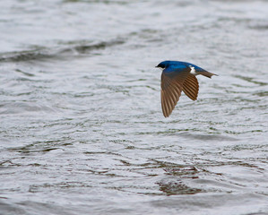 hirondelle bicolore © Pascal Huot