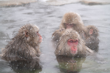 SnowMonkey