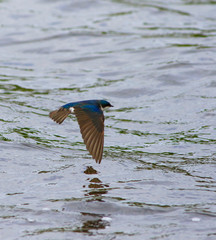 hirondelle bicolore © Pascal Huot