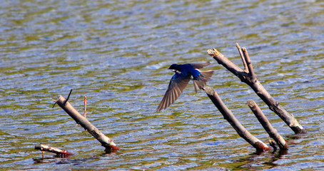 hirondelle bicolore © Pascal Huot