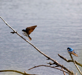 hirondelle bicolore © Pascal Huot