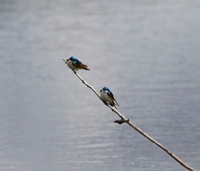 hirondelle bicolore © Pascal Huot