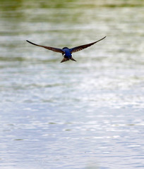 hirondelle bicolore © Pascal Huot