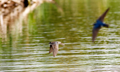 hirondelle bicolore © Pascal Huot
