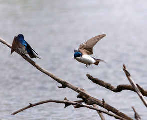 hirondelle bicolore © Pascal Huot