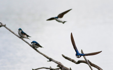 hirondelle bicolore © Pascal Huot