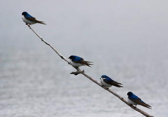 hirondelle bicolore © Pascal Huot