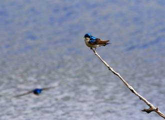 hirondelle bicolore © Pascal Huot