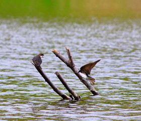 hirondelle bicolore © Pascal Huot