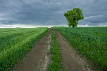 Fototapeta na wymiar Dirt road through green fields of grain, lonely tree and dark rain clouds