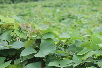 Wild bean leaves at compound fence