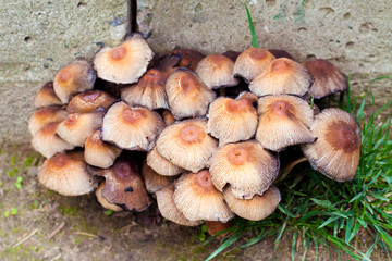 Fruit bodies of Glistening Inkcap Mushroom (Coprinellus micaceus) closeup