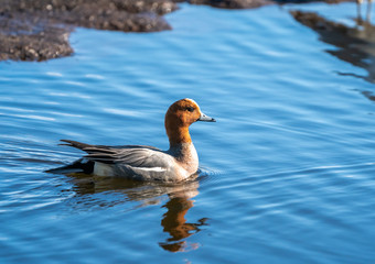 Eurasian wigeon (Anas penelope).Prestvann.Tromso