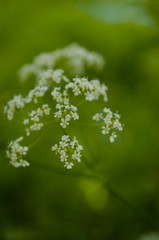 White wildflowers on the green background