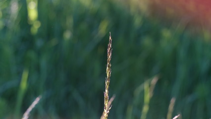 beautiful grass shot