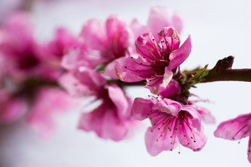 blooming peach trees in spring