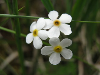 White flowers growing in mountains, Kazbegi Georgia.-Image
