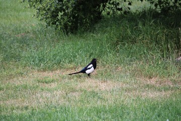 Magpie on the grass ground