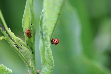 Beetle and ladybug couple on a blade of grass