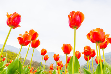 Beautiful bouquet of tulips in spring season .