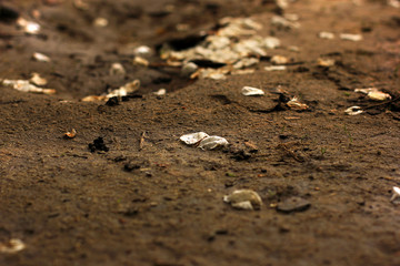 Petals on the ground. Close up. Background