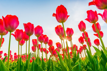 Obraz premium Beautiful bouquet of tulips in spring season .