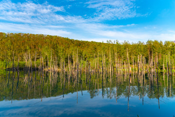 Blue pond (Aoiike) with reflection of tree in summer, located near Shirogane Onsen in Biei Town, Hokkaido, Japan 