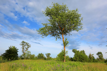 tree on meadow