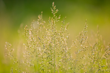 grass on meadow