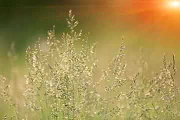 grass on summer meadow