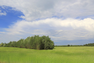 grove on green meadow