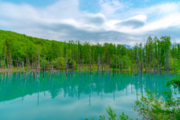 Blue pond (Aoiike) with reflection of tree in summer, located near Shirogane Onsen in Biei Town, Hokkaido, Japan 