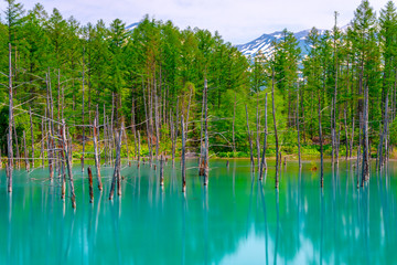 Blue pond (Aoiike) with reflection of tree in summer, located near Shirogane Onsen in Biei Town, Hokkaido, Japan 