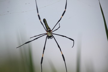 SPIDERS INSECT BIRD