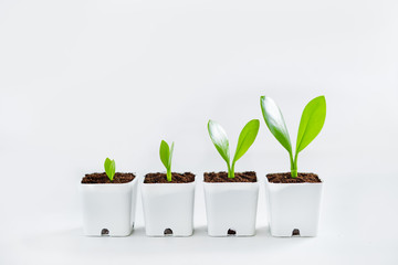 Trees and growth In a white pot