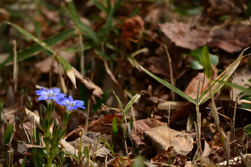 Bright blue gentian flowers in a meadow.