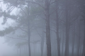 morning fog and pine forest