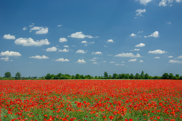 Red poppy field, horizon and clouds on a blue sky